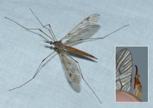 Réf. 191 564 : Tipula scripta